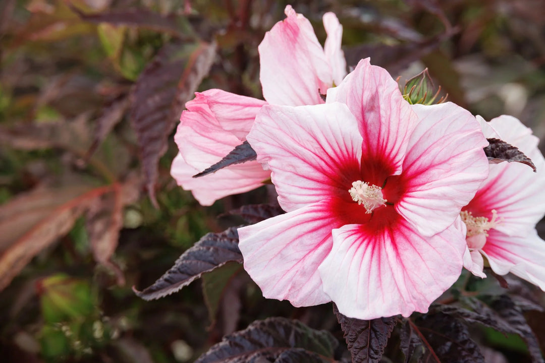 Moonshadow™ Rosita Rose Mallow