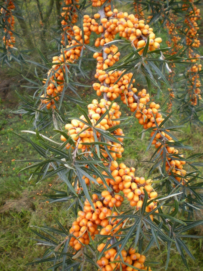 Orange Energy® Sea Buckthorn