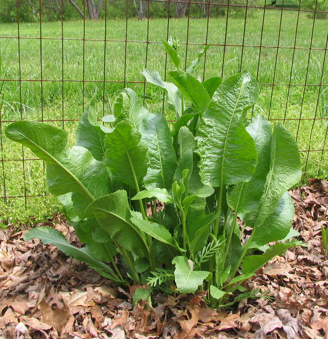 Horseradish