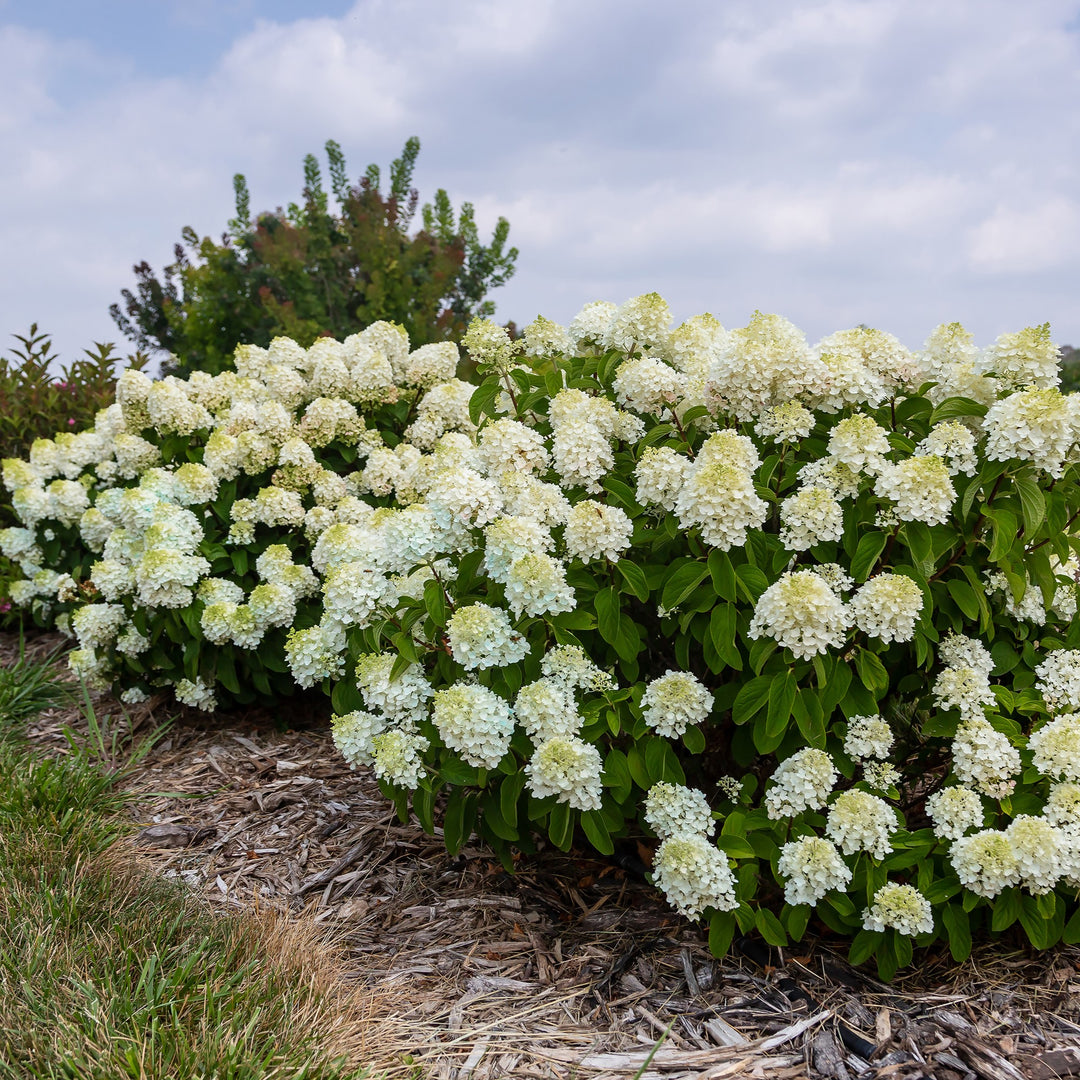 Little Hottie® Hydrangea