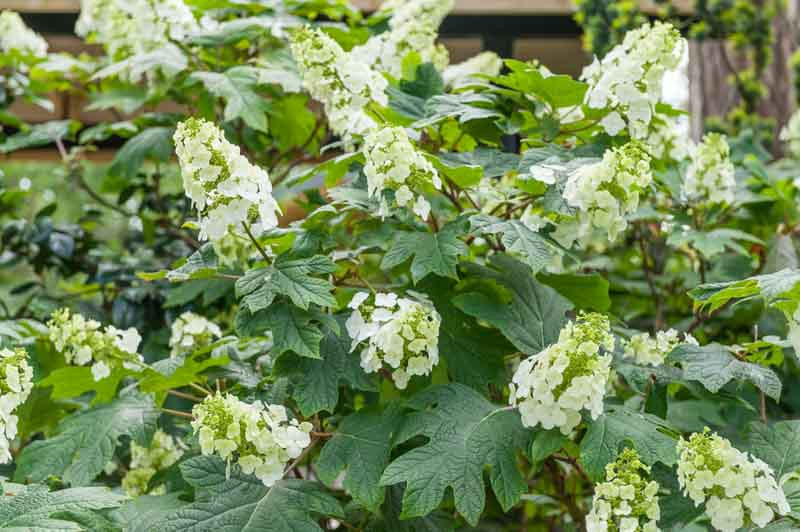 Oakleaf Hydrangea