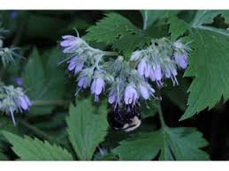 Virginia Waterleaf, Shawnee Salad