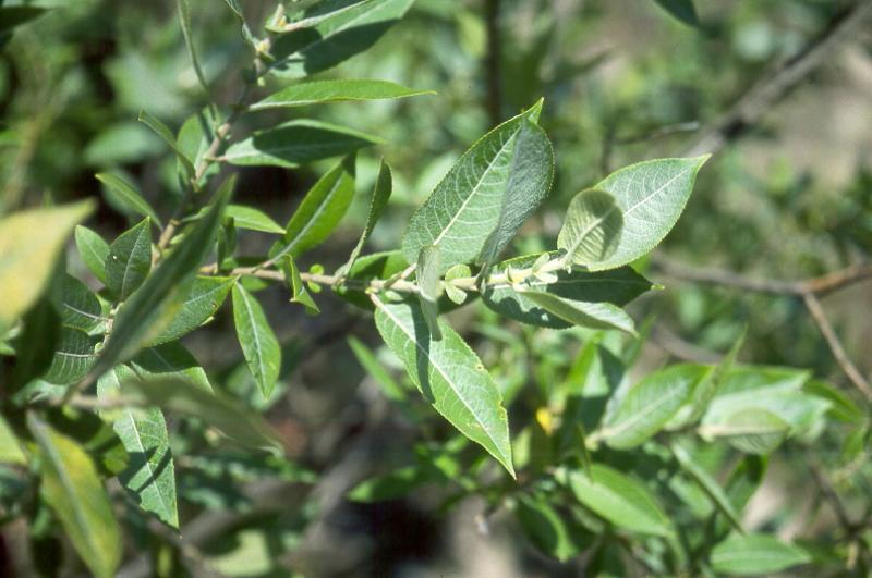 Sand Dune Willow