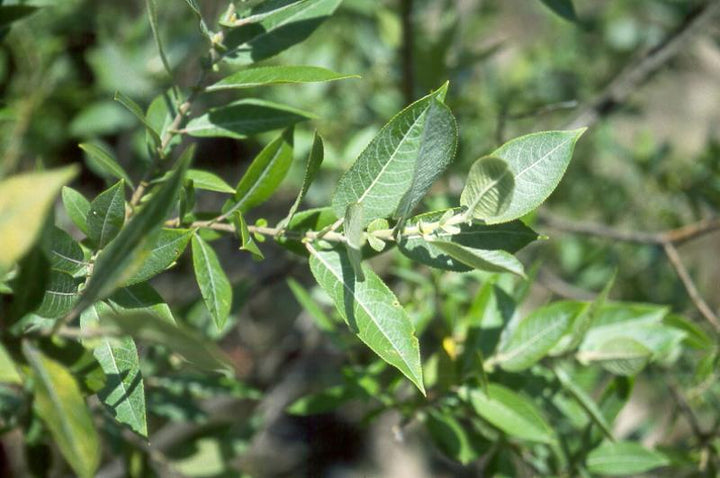 Sand Dune Willow