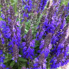 Marcus™ Meadow Sage, Perennial Sage