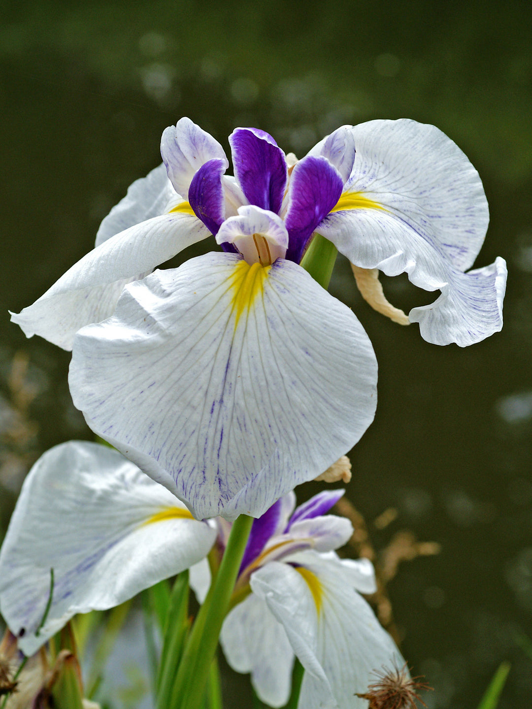 Fortune Japanese Iris