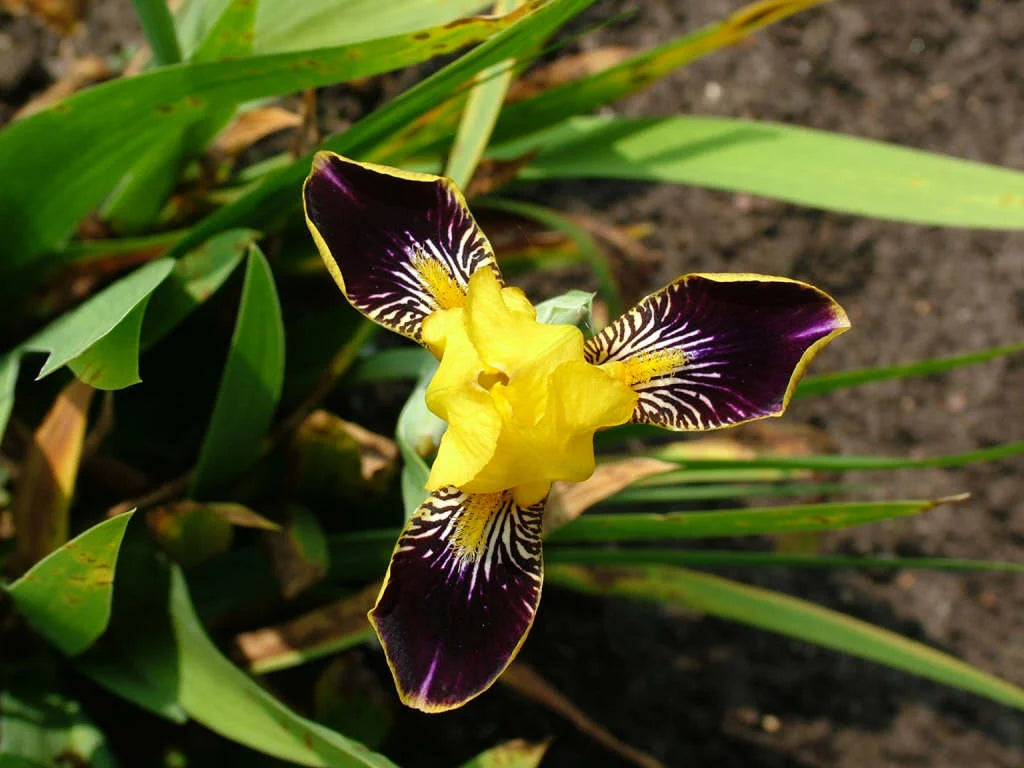 Bumblebee Deelite German Iris