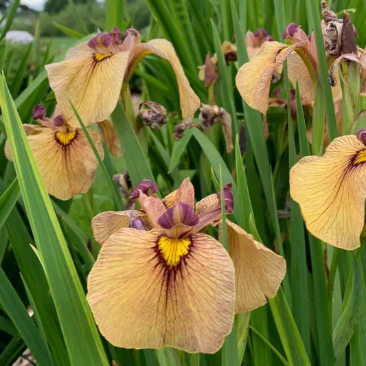 Pseudata Iris, Japanese Water Iris
