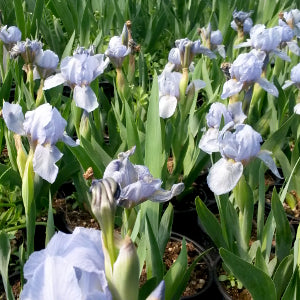 Dwarf Iris Azurea