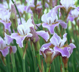 Dance Ballerina Dance Siberian Iris
