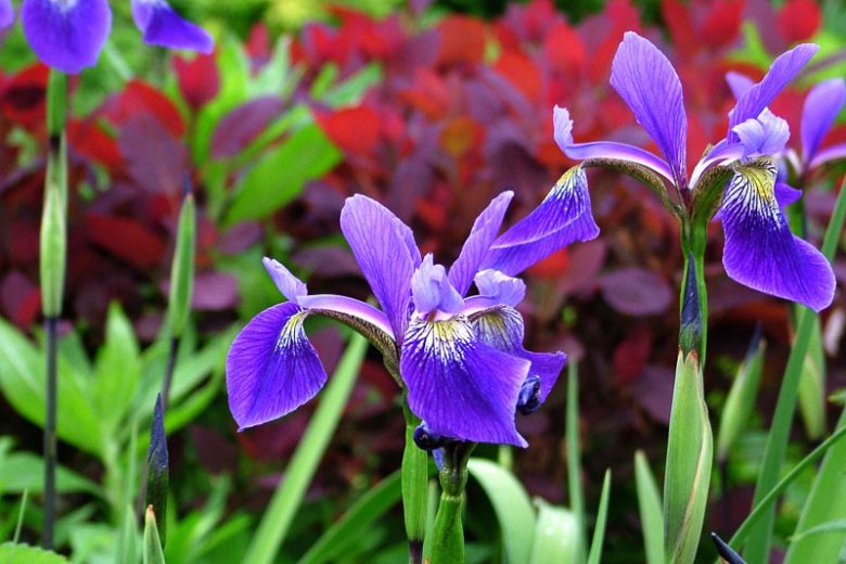 Gerald Darby Iris