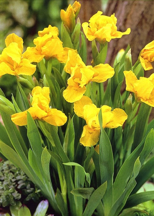 Dwarf Bearded Iris Path of Gold