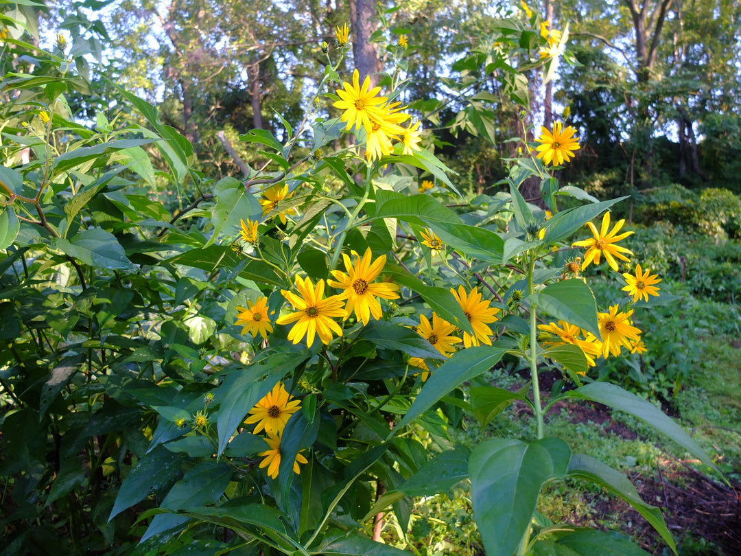 Jerusalem Artichoke, Sunroot