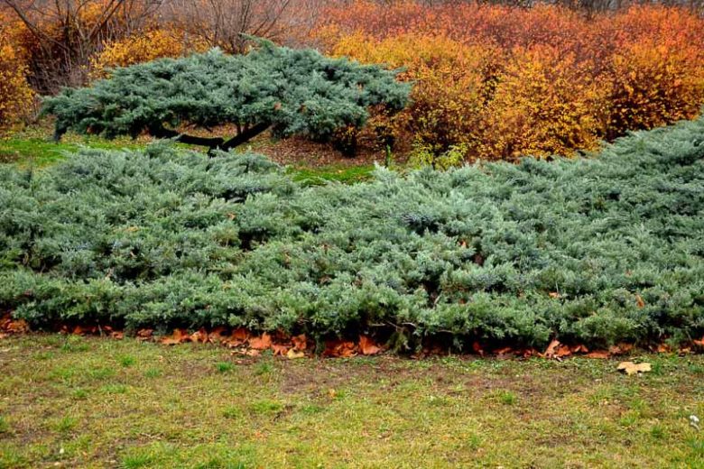 Common Juniper