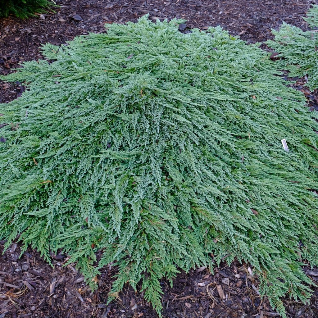 Pancake Juniper