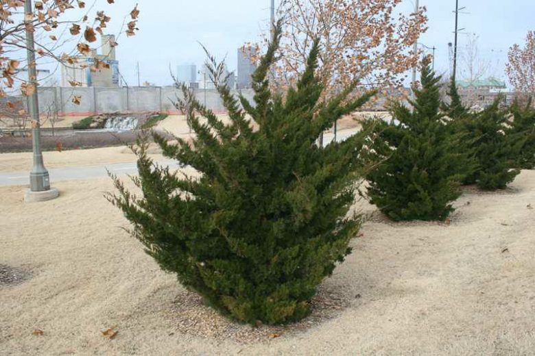 Compact Eastern Red Cedar