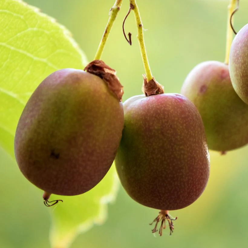 Hardy Kiwi