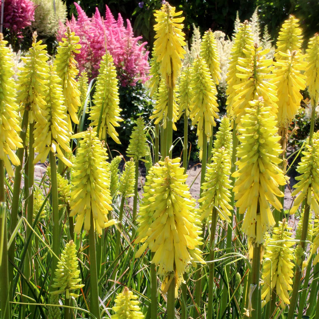 Lemon Popsicle Red Hot Poker, Torch Flower, Tritoma