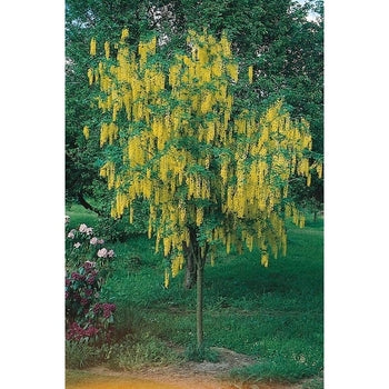 Weeping Golden Chain Tree