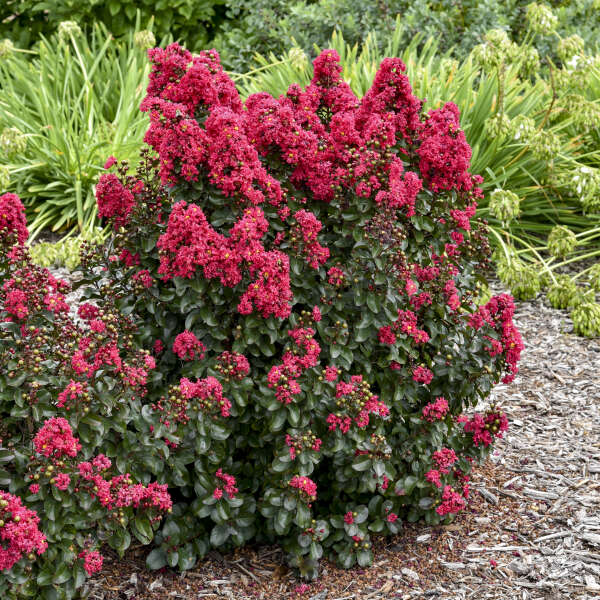 Cherry Mocha Crapemyrtle