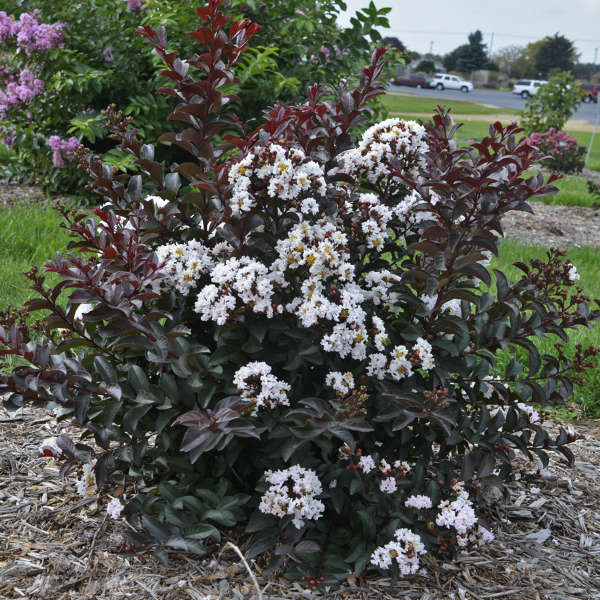 Like A Latte Crapemyrtle
