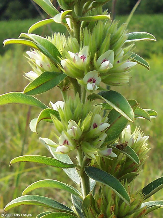 Round-Headed Bush Clover