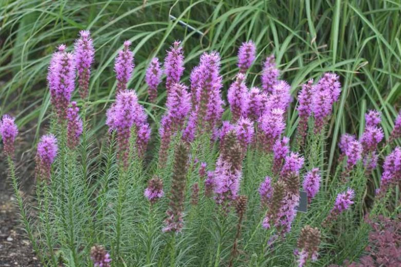 Floristan Purple Blazing Star, Gayfeather