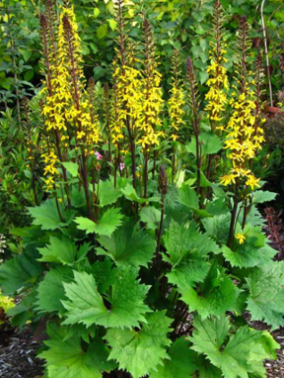 Dwarf Ligularia