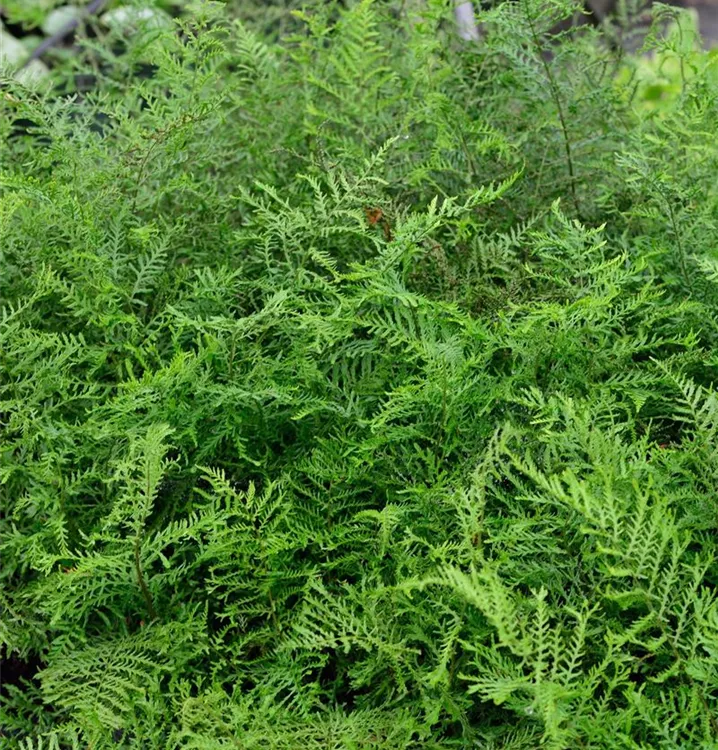 Linear Male Fern