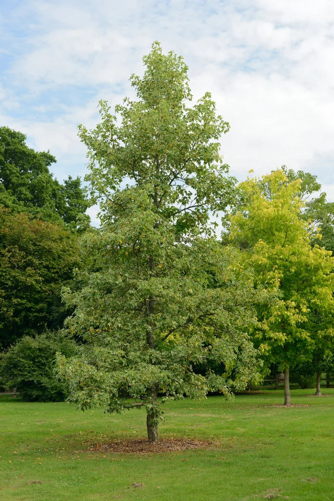 Silver King Sweetgum