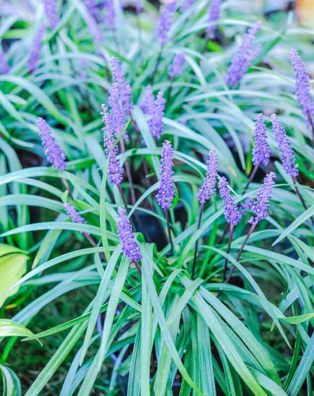 Royal Purple Lily Turf