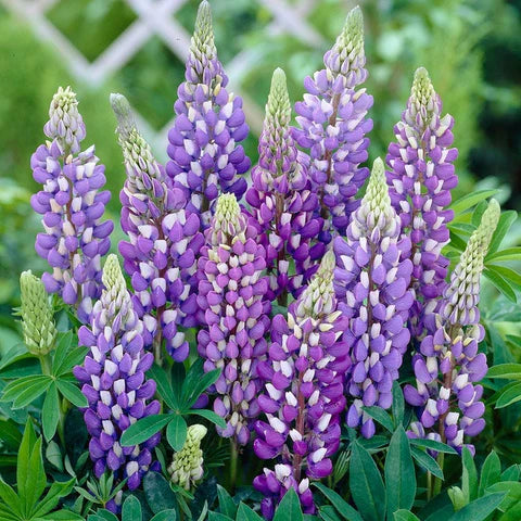 Lupine Gallery Blue
