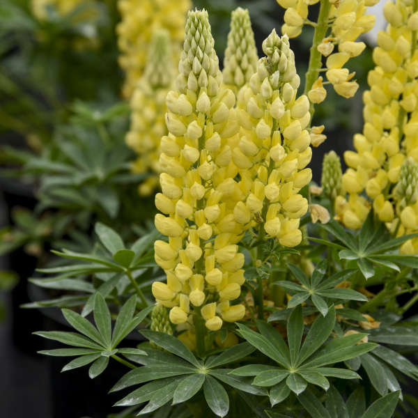 Lupine Gallery Yellow