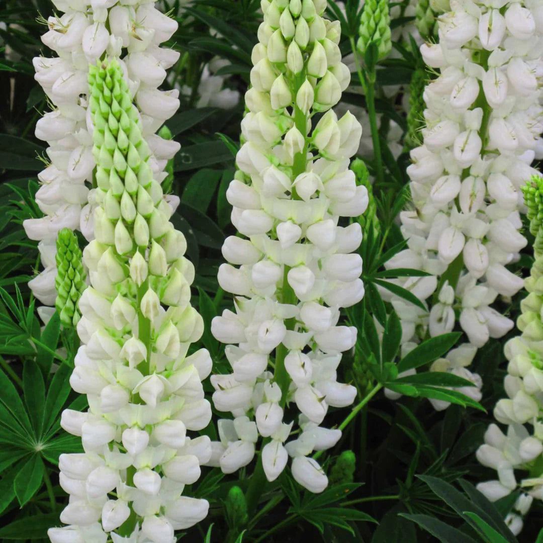 Lupine Gallery White