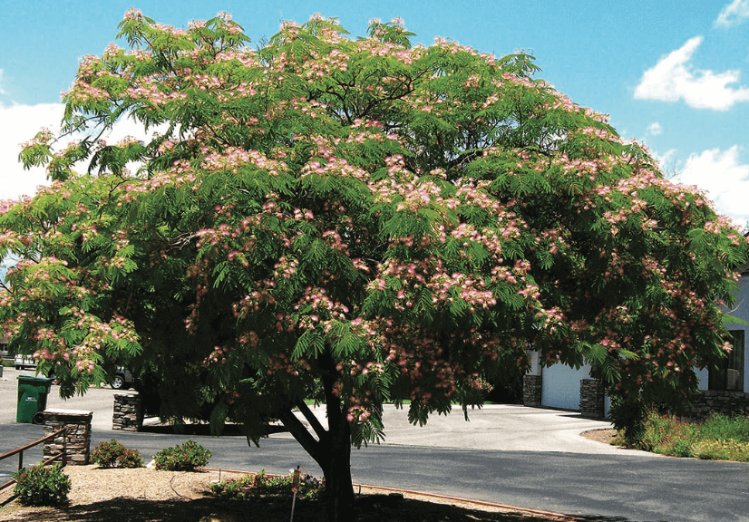 Persian Silk Tree
