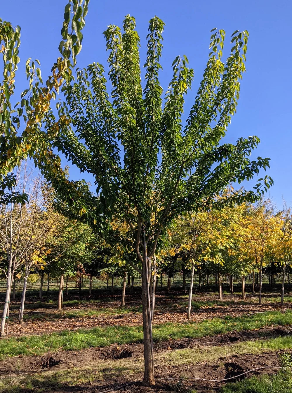 White Shield Osage Orange