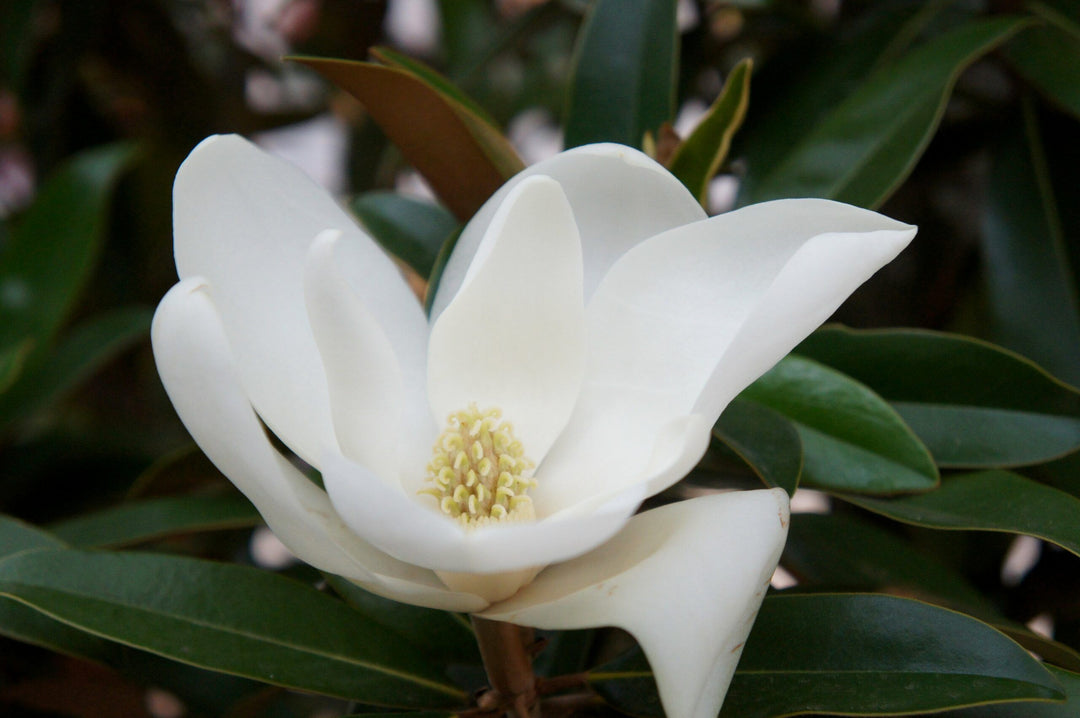 Alta® Southern Magnolia