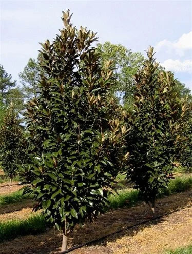 Alta® Southern Magnolia