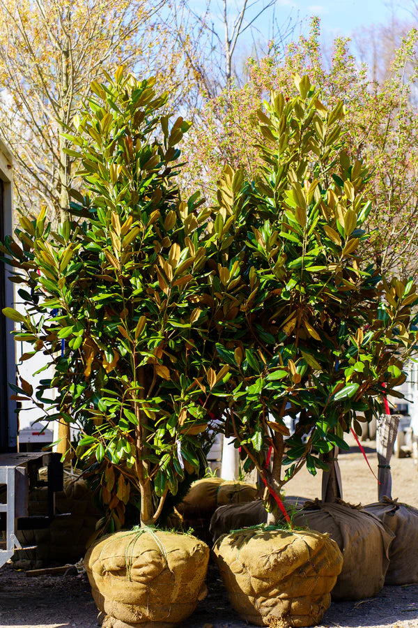 Edith Bogue Magnolia
