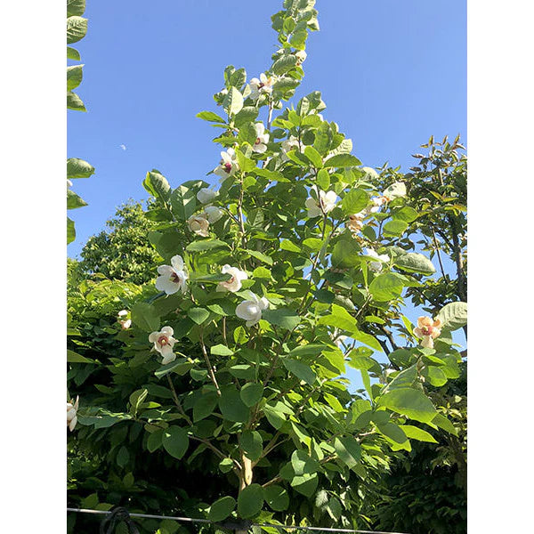 Oyama Magnolia
