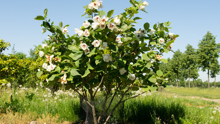 Oyama Magnolia