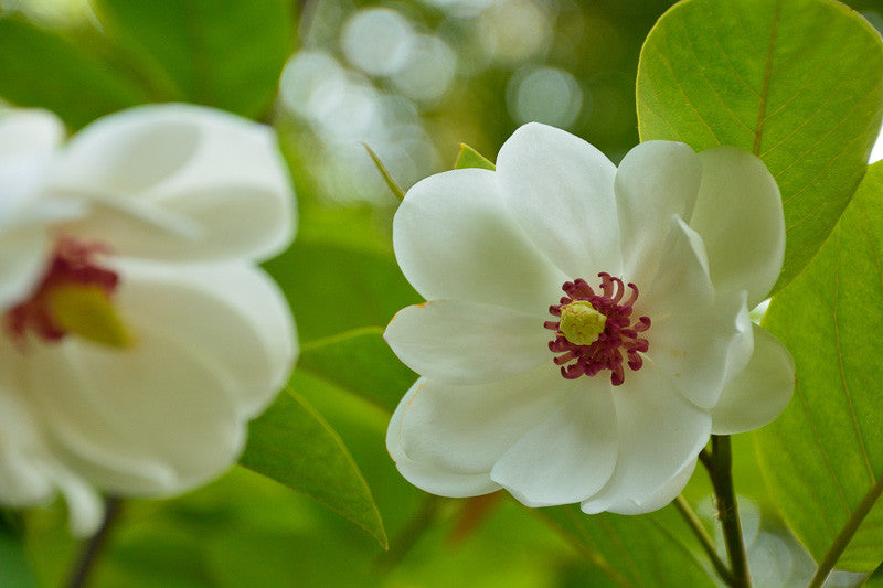 Oyama Magnolia