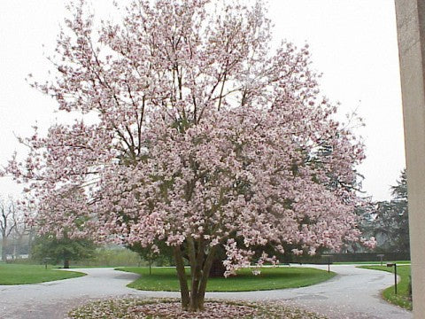 Saucer Magnolia