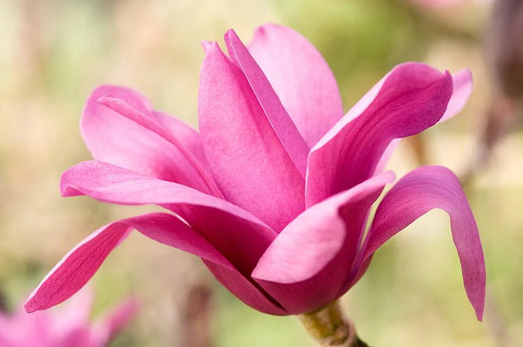Vulcan Magnolia