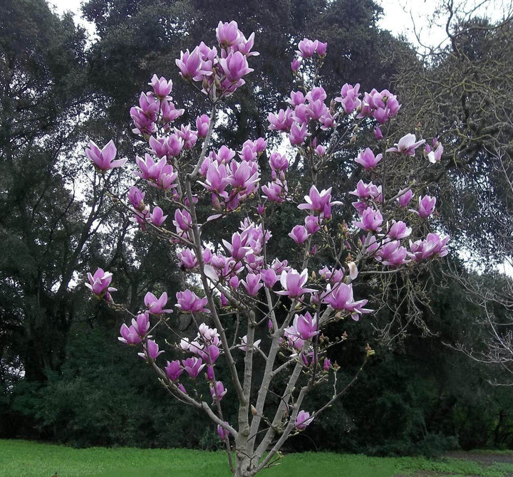Alexandrina Magnolia