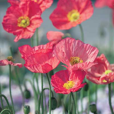 Champange Bubbles Pink Icelandic Poppy