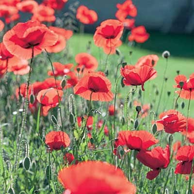 Champagne Bubbles Red Icelandic Poppy