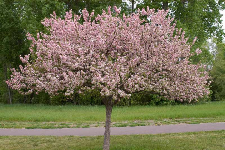 Coralburst® Crabapple