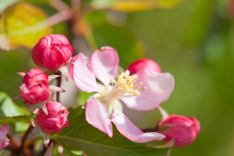 Coralburst® Crabapple