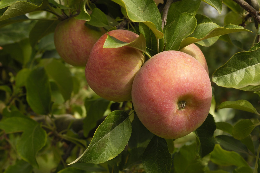 Combo Apple